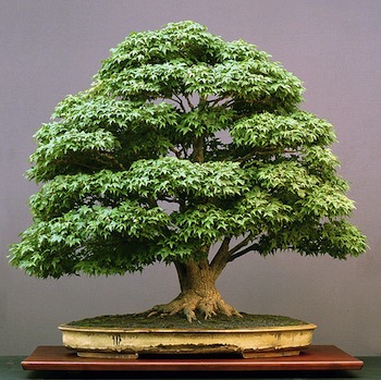 Bonsai in summer