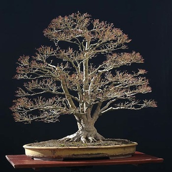 Bonsai in winter