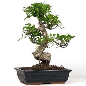 bonsai de Ficus