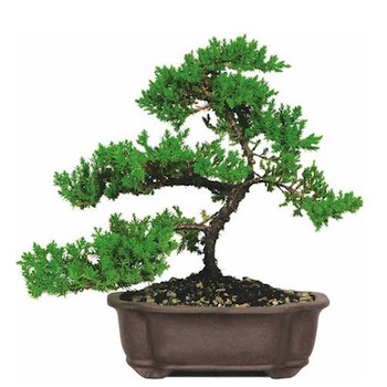 Bonsai de junípero barato