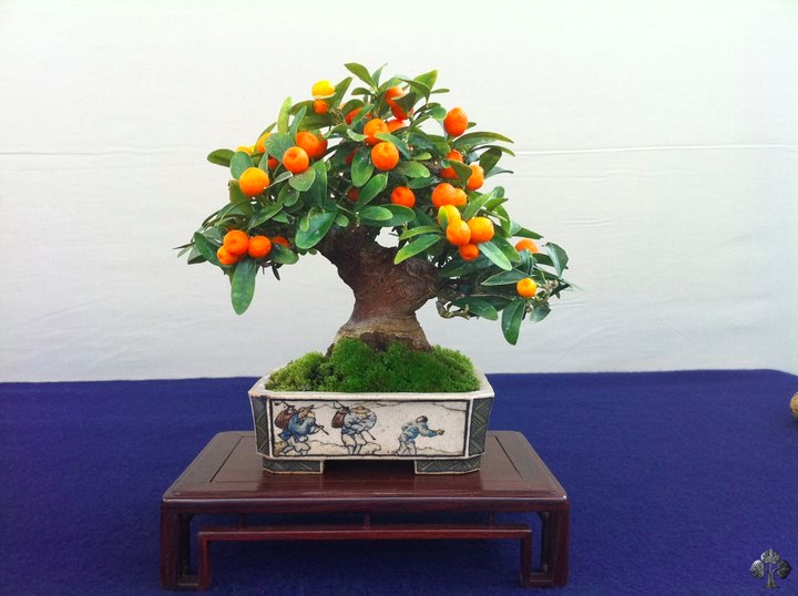 Bonsai de frutas