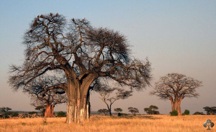 Nature trees