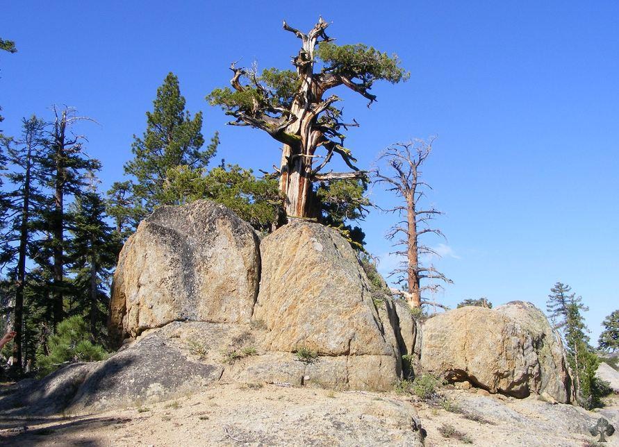 Tree in national park