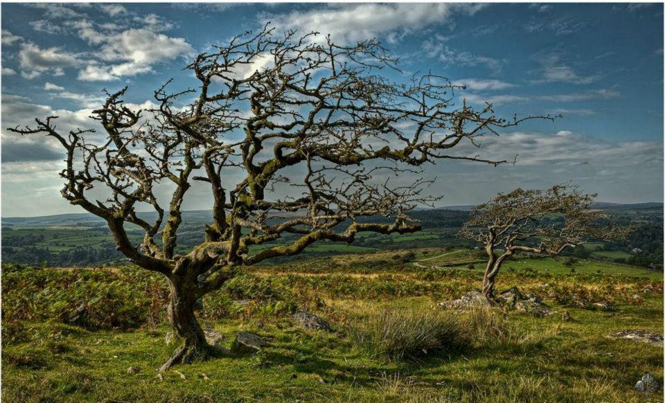 Windswept trees