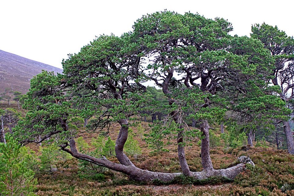 Trunks from a fallen tree