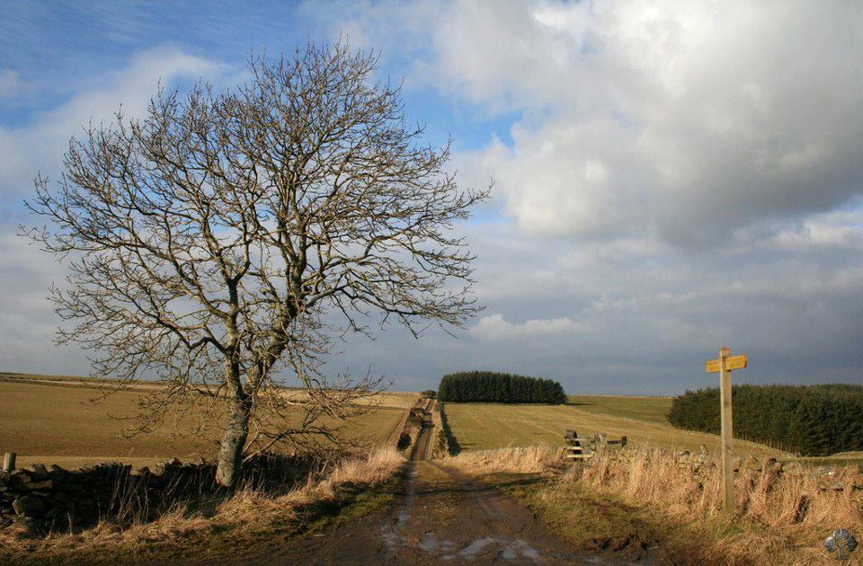 Tree on countryside