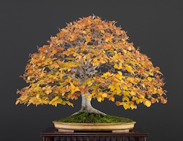 Fagus sylvatica, Luis Vallejo, 1989