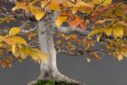 Fagus sylvatica, Luis Vallejo, 1989