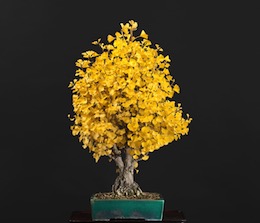 Ginkgo biloba, Luis Vallejo