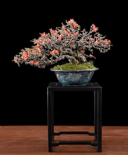 Chaenomeles japónica, Luis Vallejo, 2009“ /> <img class=