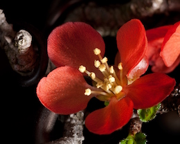 Chaenomeles japónica, Luis Vallejo, 2009