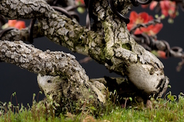 Chaenomeles japónica, Luis Vallejo, 2009