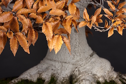 Fagus crenata, Mansei-en & Luis Vallejo 2010