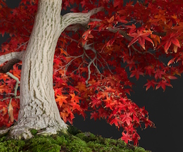 Acer palmatum, var. ‘Deshôjô (Tunb.), Hiroshi Takeyama Nursery & Luis Vallejo 1991