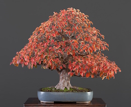 Pseudocydonia sinensis (Thouin), Masahiko Kimura & Luis Vallejo 2009