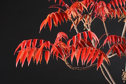 Rhus succedanea (L.), Luis Vallejo