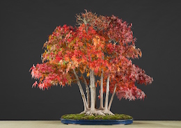 Acer palmatum (Tunb.), Hotsumi Terakawa & Luis Vallejo 1989
