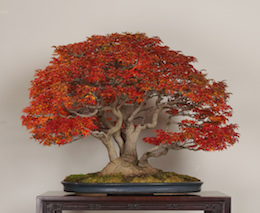 Galeria de Bonsai