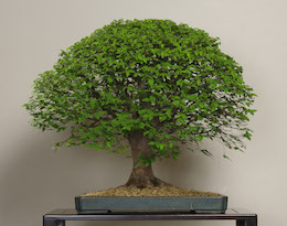 Keyaki, Omiya Bonsai Art Museum.