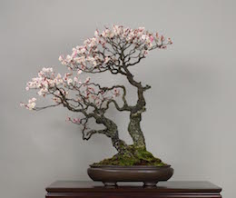 Omoi-no-mama, Omiya Bonsai Art Museum.