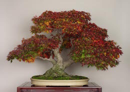 Yamamomiji, Omiya Bonsai Art Museum.
