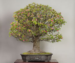 Karin, Omiya Bonsai Art Museum.