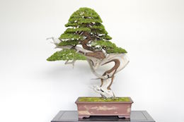 “Juniperus,