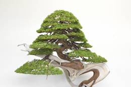 Juniperus, Bjorn Bjorholm