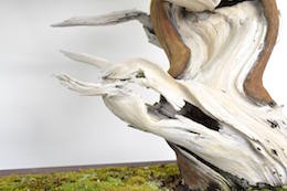 Juniperus, Bjorn Bjorholm