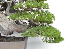 Juniperus, Bjorn Bjorholm