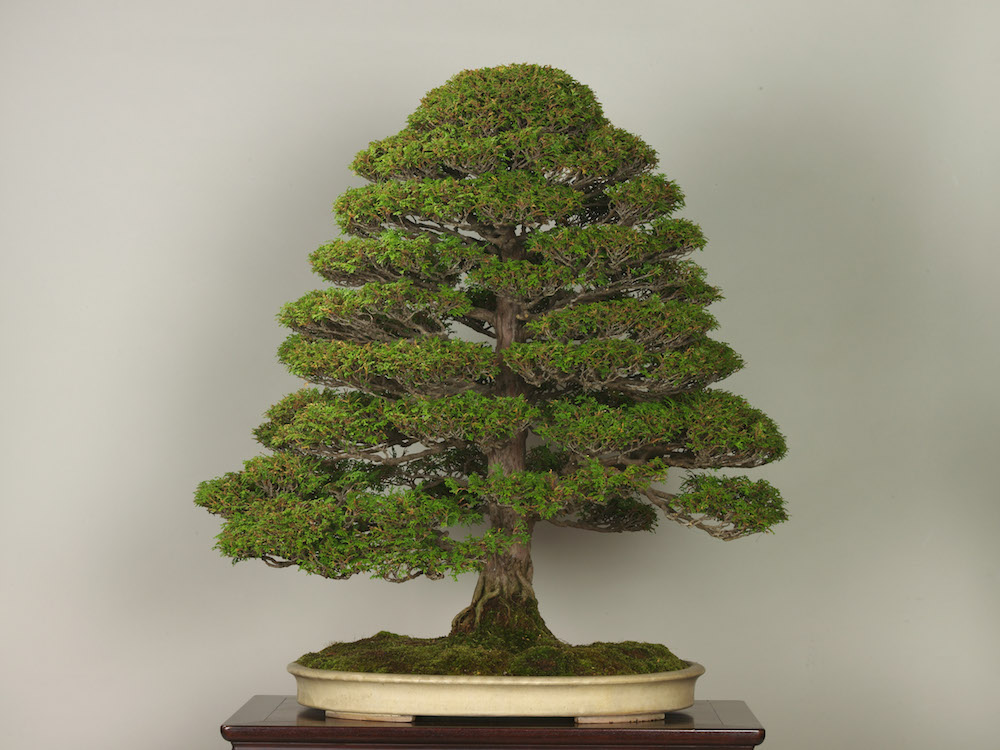 Cipreste Hinoki, Tuia Bonsai