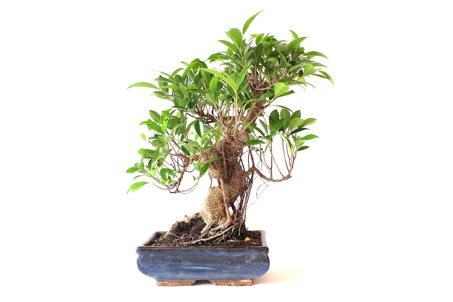Poda De Bonsai Cortando Galhos Para Dar Forma A Arvore Bonsai Empire