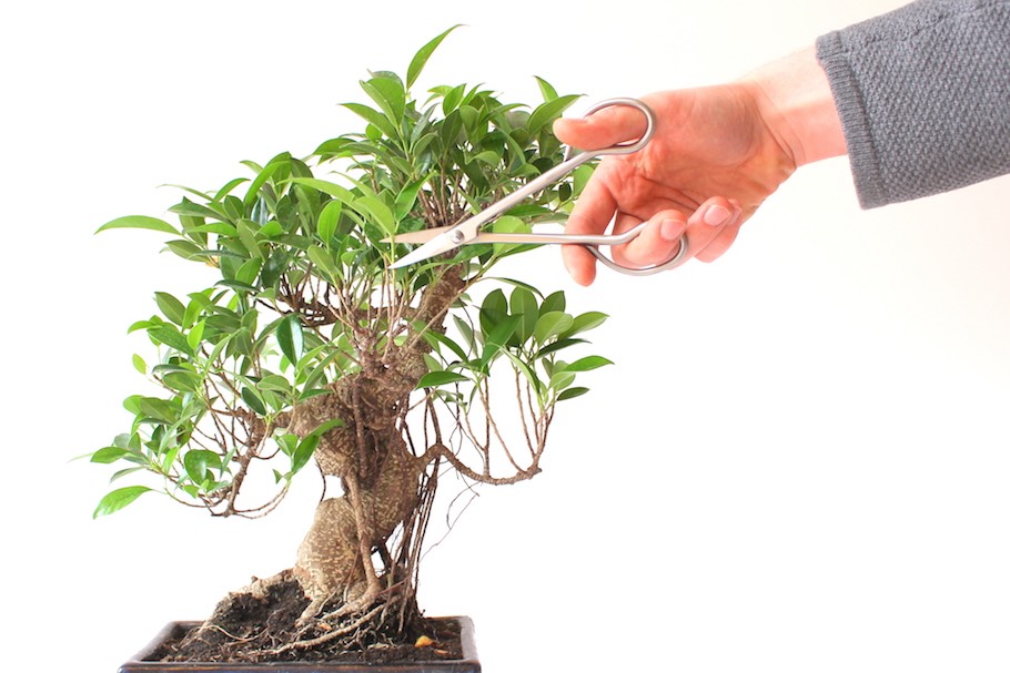Poda De Bonsai Cortando Galhos Para Dar Forma A Arvore Bonsai Empire