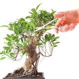 Podando um Ficus