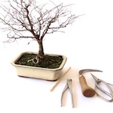 Ferramentas de Bonsai