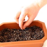 Colocando as sementes no solo