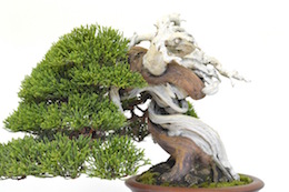Juniperus, Bjorn Bjorholm