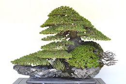 “Pinus,