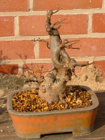 Trident maple bonsai tree