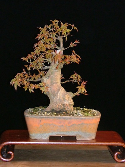 Acer bonsai