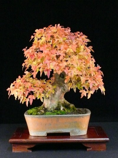 Bonsai acer