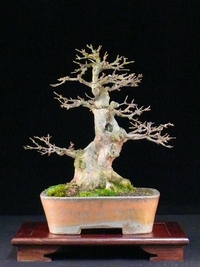 Trident maple bonsai