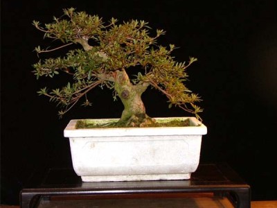 Azalea bonsai tree