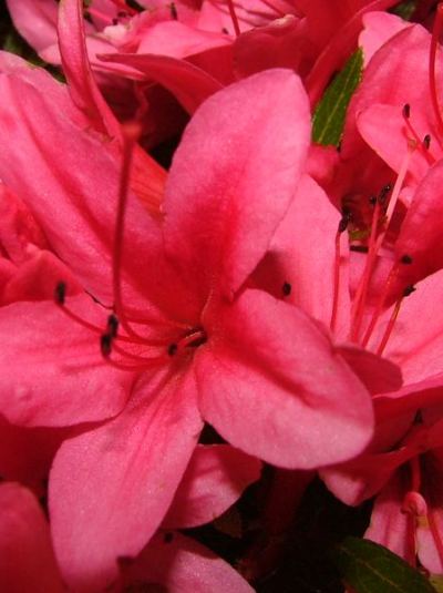 flowering azalea