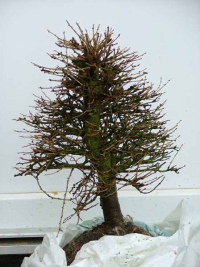 Larch prebonsai