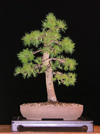 Larch bonsai in summer