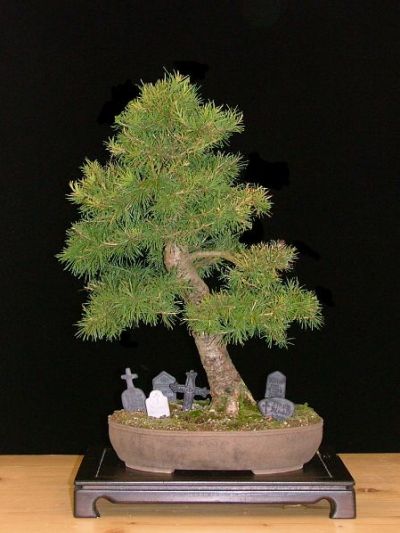 Halloween design bonsai