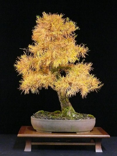 Larch bonsai