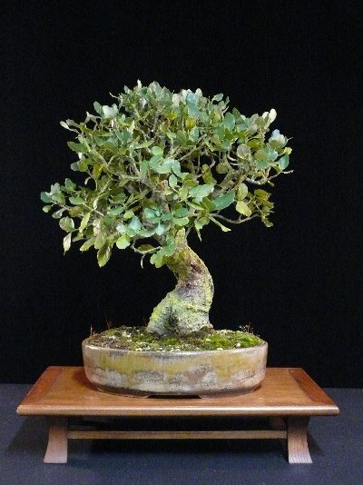 Cork oak bonsai tree