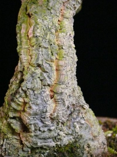 Bonsai trunk